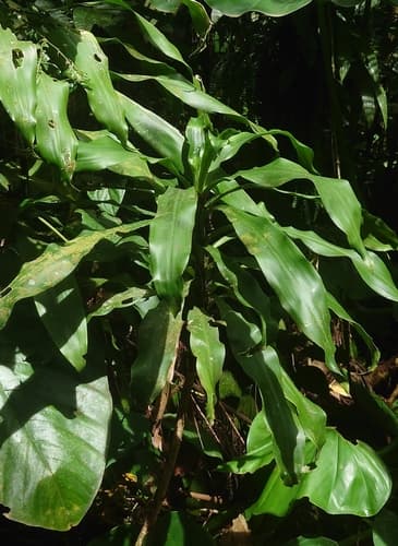 Dracaena fragrans - Whole tree