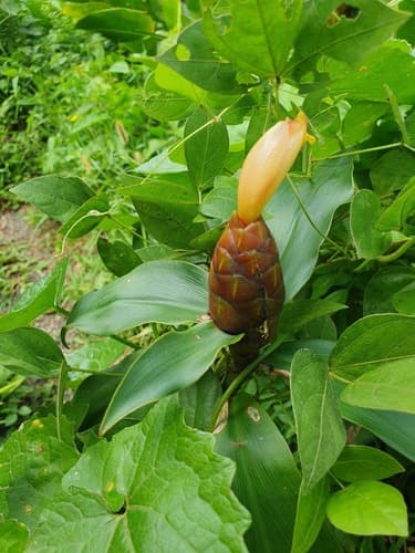 Costus spicatus - Leaves