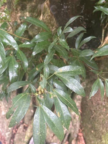 Zygia longifolia - Leaves