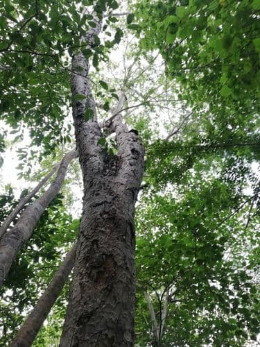 Maclura tinctoria - Leaves
