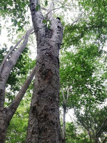 Maclura tinctoria - Whole tree