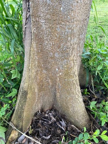 Cordia collococca - Leaves