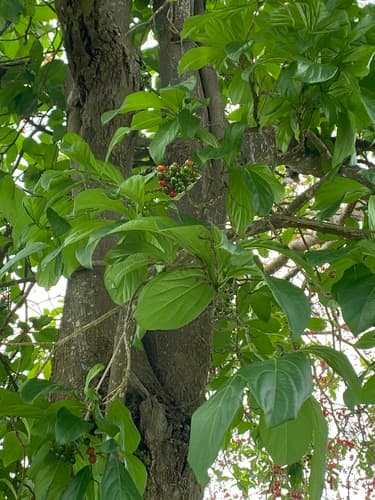Cordia collococca - Whole tree