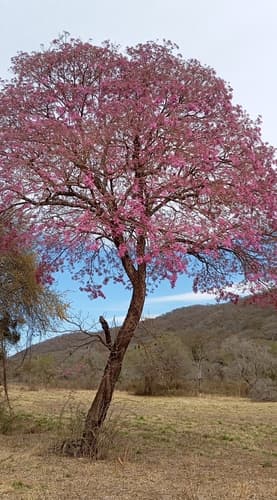 Tabebuia impetiginosa - Flowers