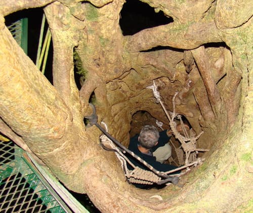 Ficus spp. - Habitat