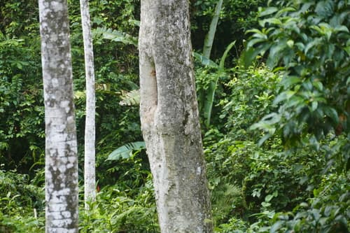 Vochysia guatemalensis - Whole tree