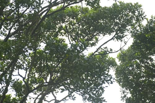 Vochysia guatemalensis - Leaves