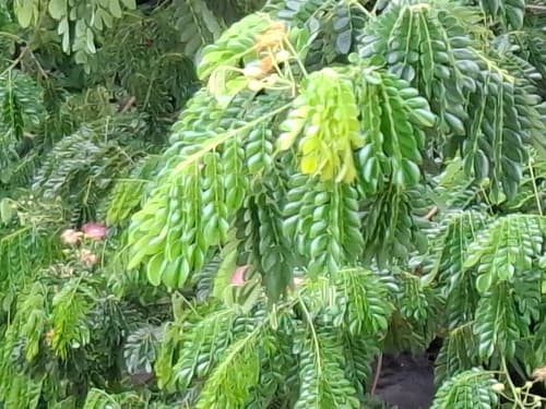 Massive Cenízaro crown