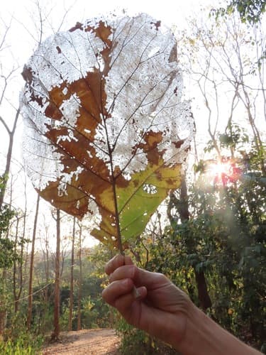 Tectona grandis - Leaves
