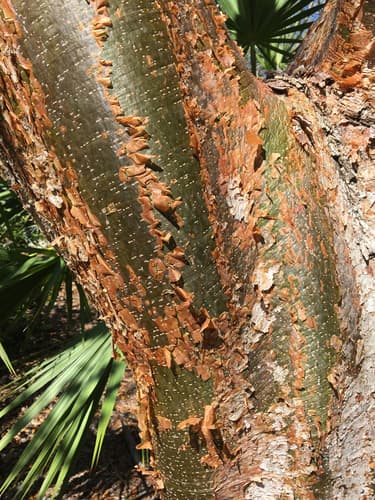 Indio Desnudo green bark