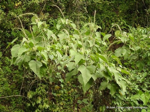 Croton draco - Leaves