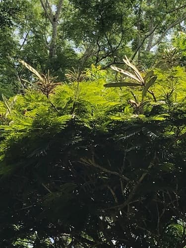 Pentaclethra macroloba - Whole tree