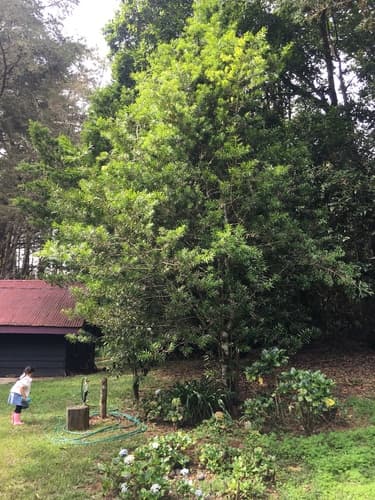 Podocarpus costaricensis