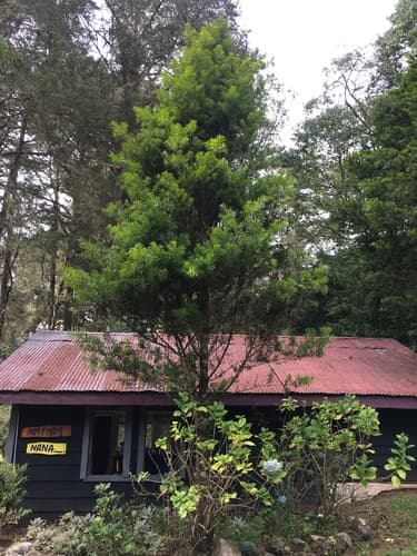 Podocarpus costaricensis