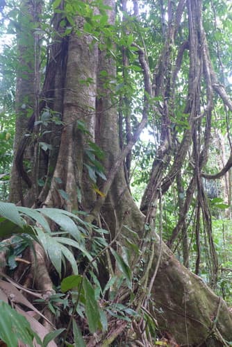 Peltogyne purpurea - Leaves