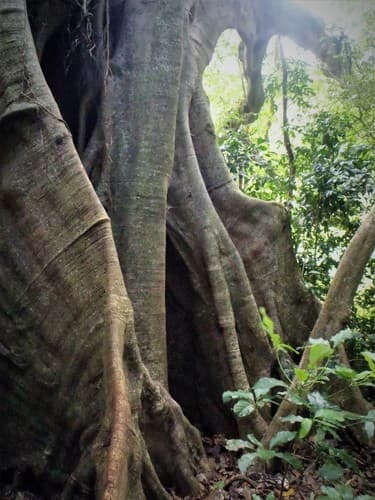 Ficus spp. - Whole tree