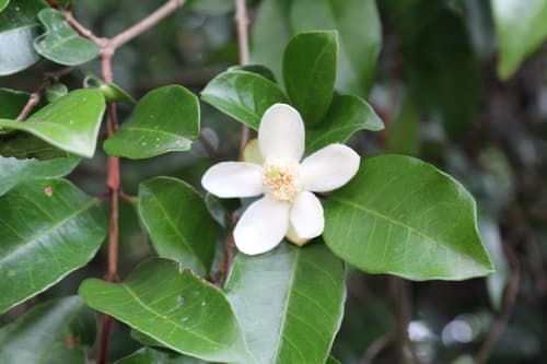 Psidium friedrichsthalianum