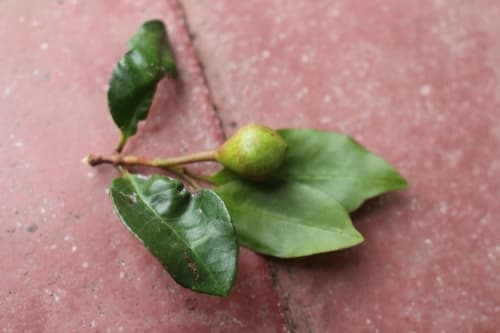 Psidium friedrichsthalianum