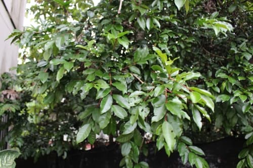 Psidium friedrichsthalianum