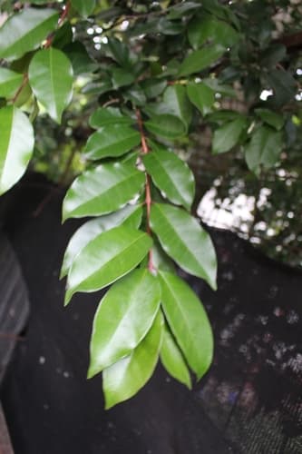 Psidium friedrichsthalianum