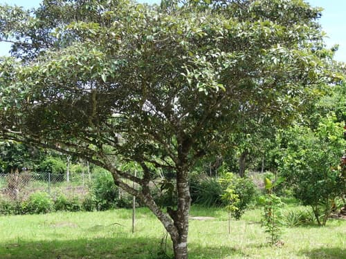 Byrsonima crassifolia - Whole tree