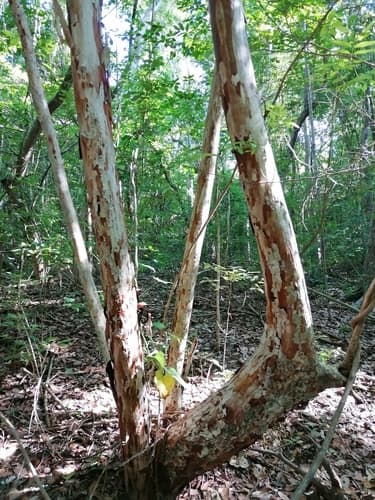 Calycophyllum candidissimum - Whole tree