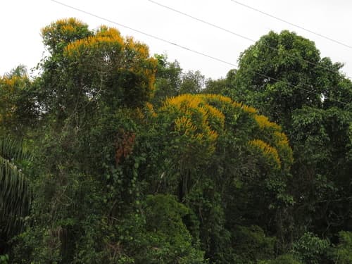 Vochysia ferruginea - Whole tree