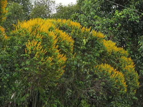 Vochysia ferruginea - Flowers