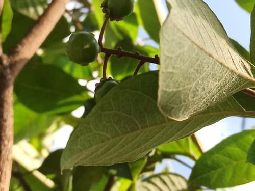 Byrsonima crassifolia - Fruit