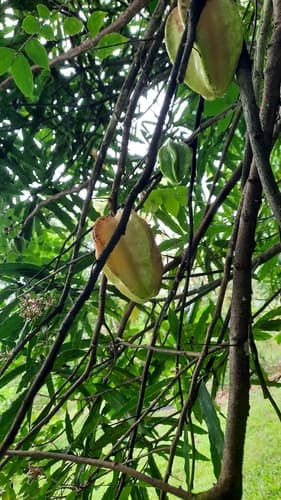 Averrhoa carambola
