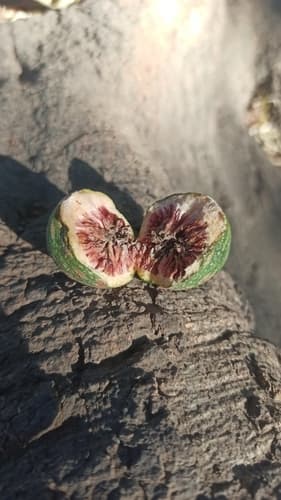 Massive Higuerón tree