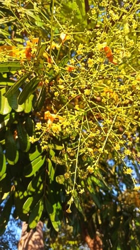 Simarouba amara - Whole tree
