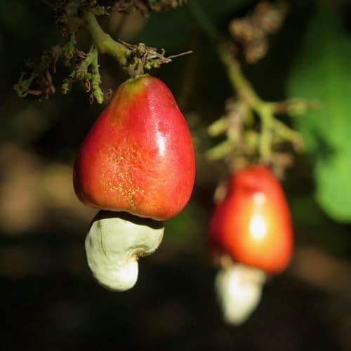Cashew flowers