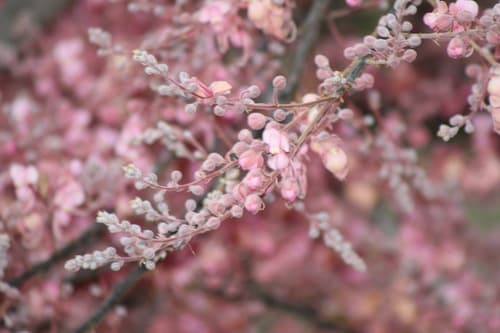 Cassia grandis - Whole tree