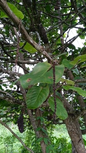 Coccoloba caracasana - Whole tree