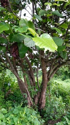Coccoloba caracasana - Whole tree