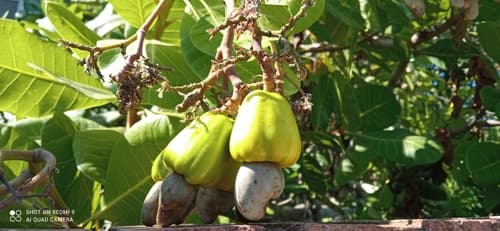 Cashew apple and nut