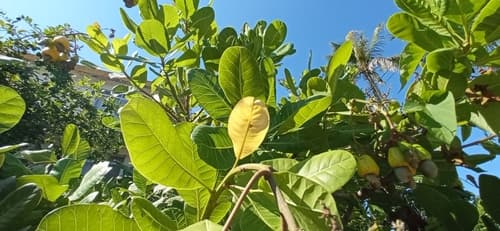Cashew tree