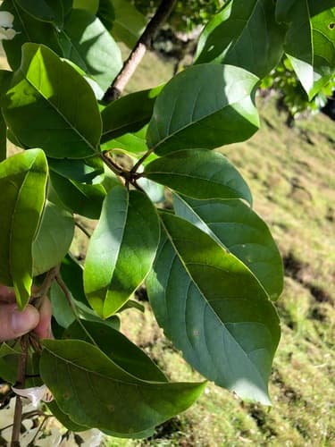 Cordia megalantha - Whole tree