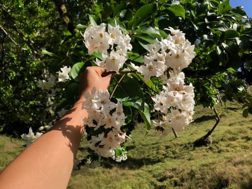 Cordia megalantha - Whole tree