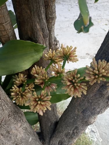 Dracaena fragrans - Leaves