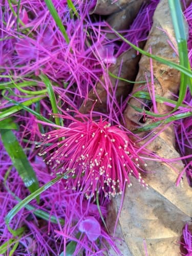 Syzygium malaccense - Whole tree