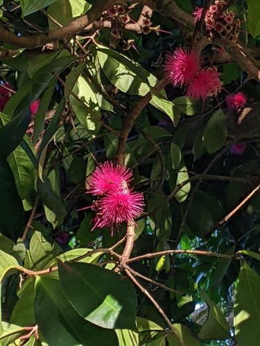 Syzygium malaccense - Leaves