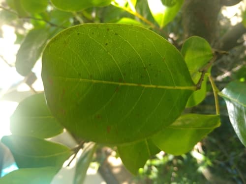 Chrysobalanus icaco