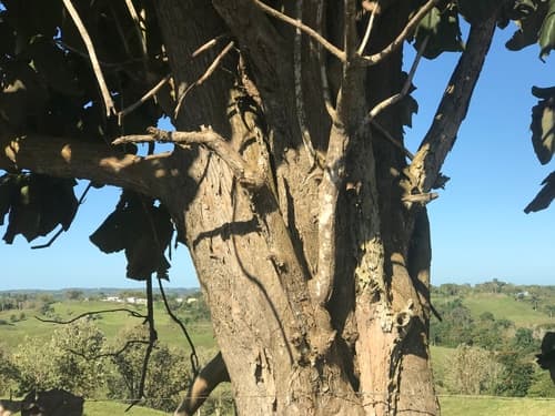 Tectona grandis - Whole tree