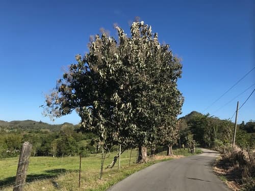 Tectona grandis - Leaves