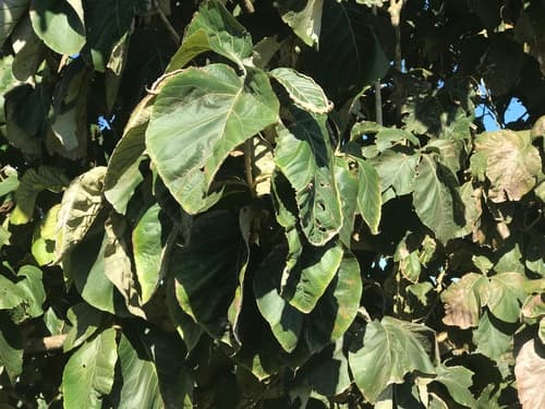 Tectona grandis - Whole tree