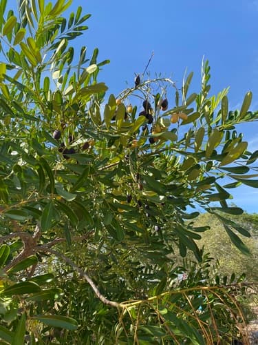 Simarouba amara - Whole tree