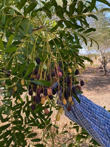 Simarouba amara - Leaves