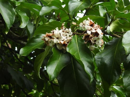 Cordia megalantha - Whole tree